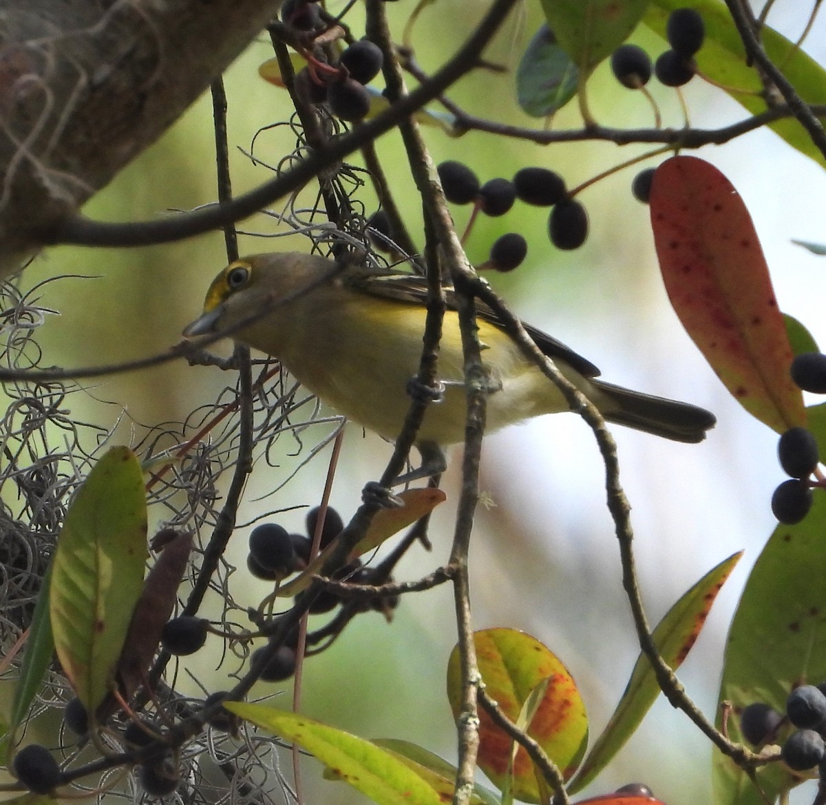 White-eyed Vireo - ML644520195