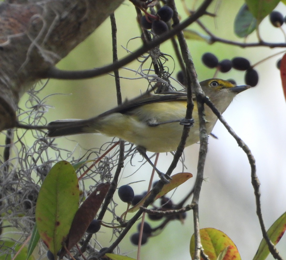 White-eyed Vireo - ML644520196