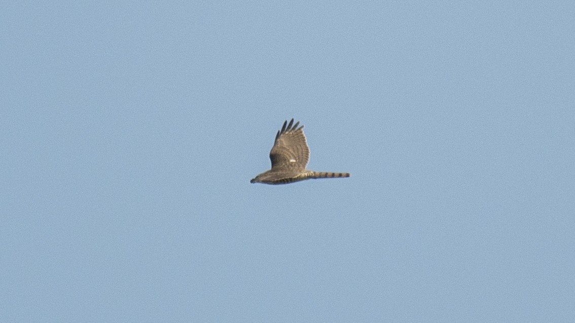 נץ בלתי-מזוהה - ML644520197