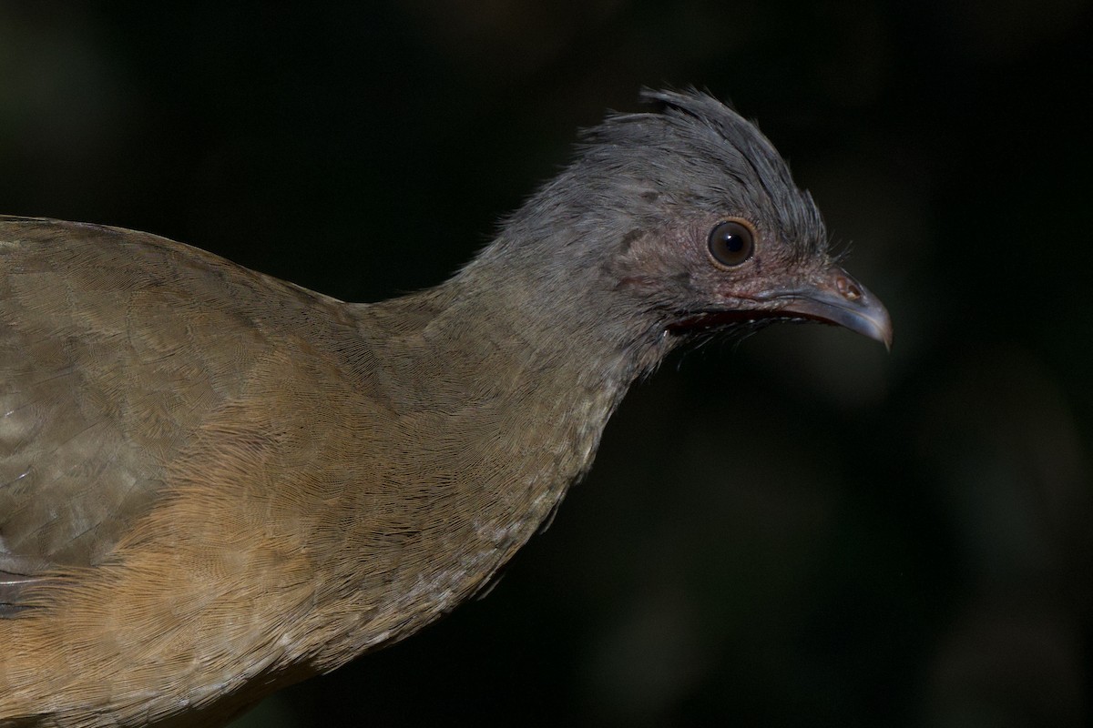 čačalaka obecná - ML644520200