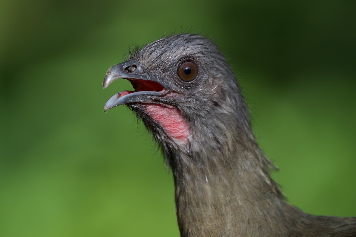 čačalaka obecná - ML644520201