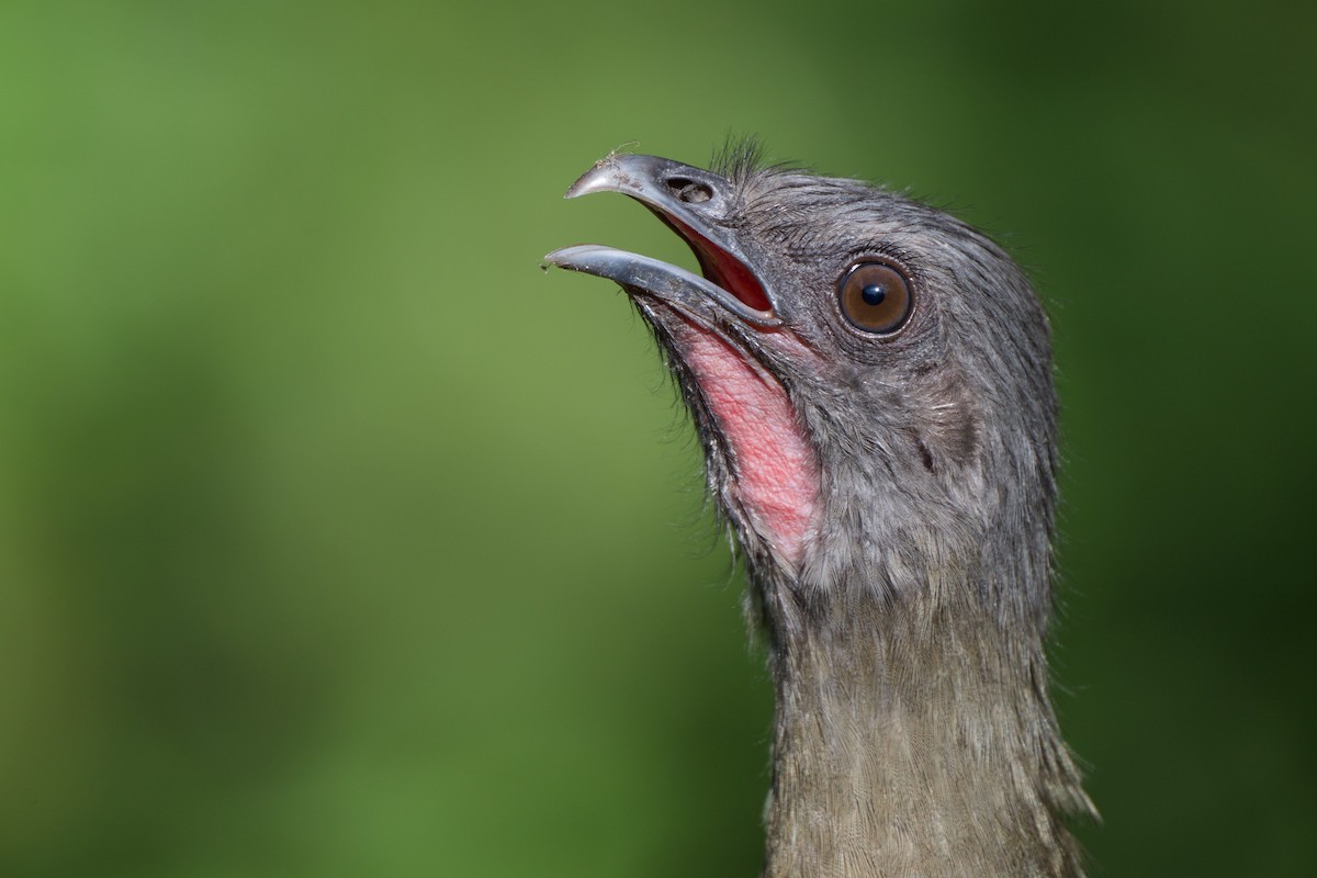 čačalaka obecná - ML644520202