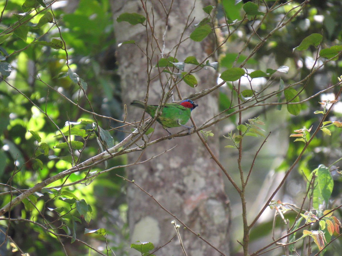 Tangara Militar - ML644520203