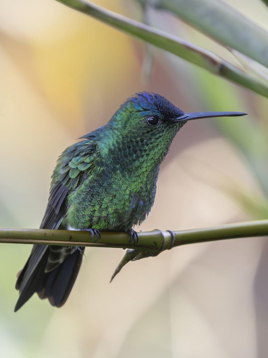 Амазилія-берил сапфіроволоба - ML644520208