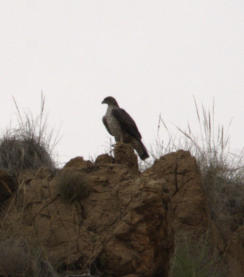 Bonelli's Eagle - ML644520210