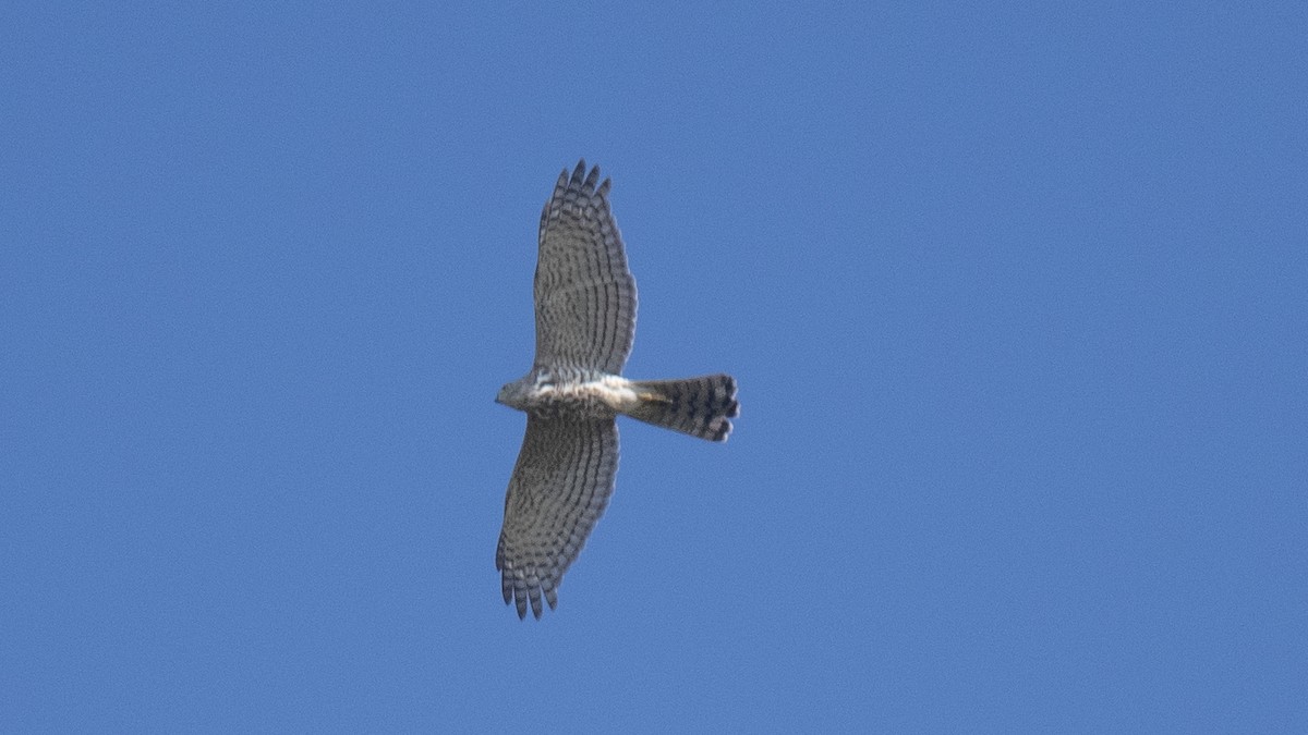 נץ בלתי-מזוהה - ML644520213
