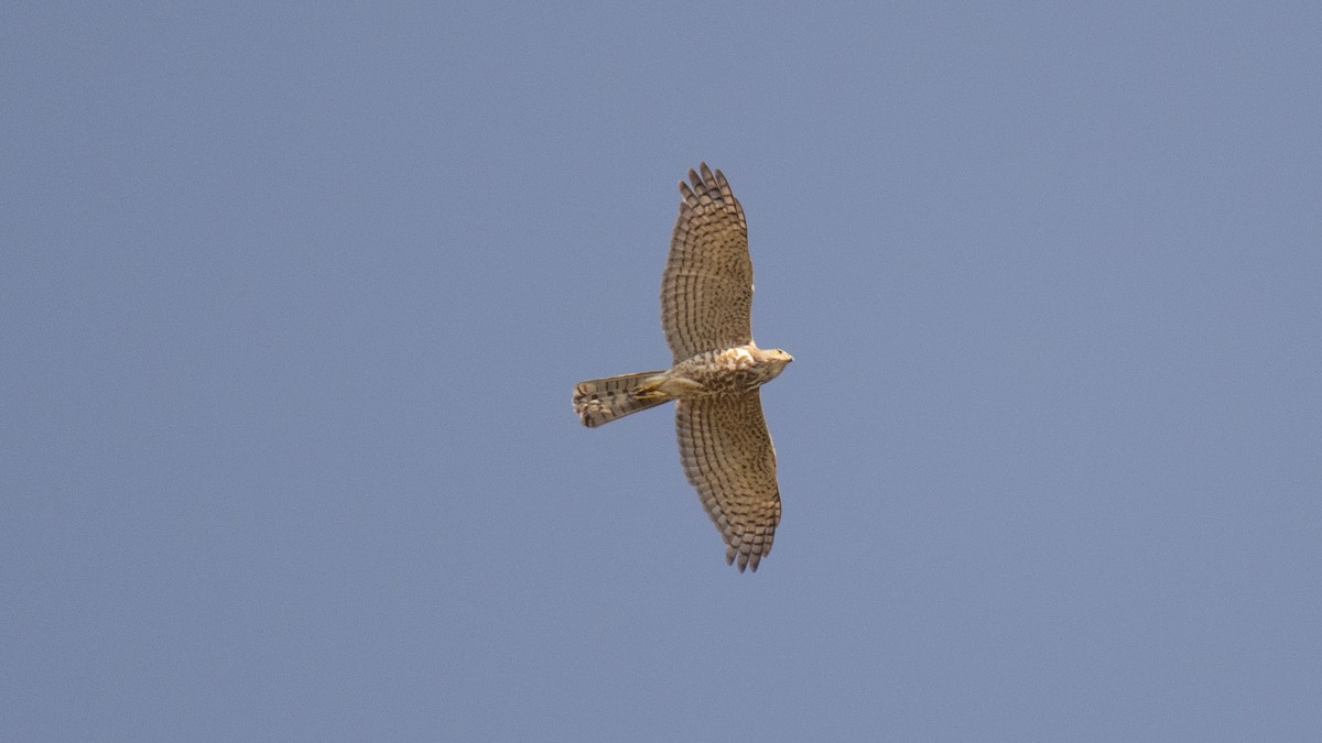 נץ בלתי-מזוהה - ML644520214
