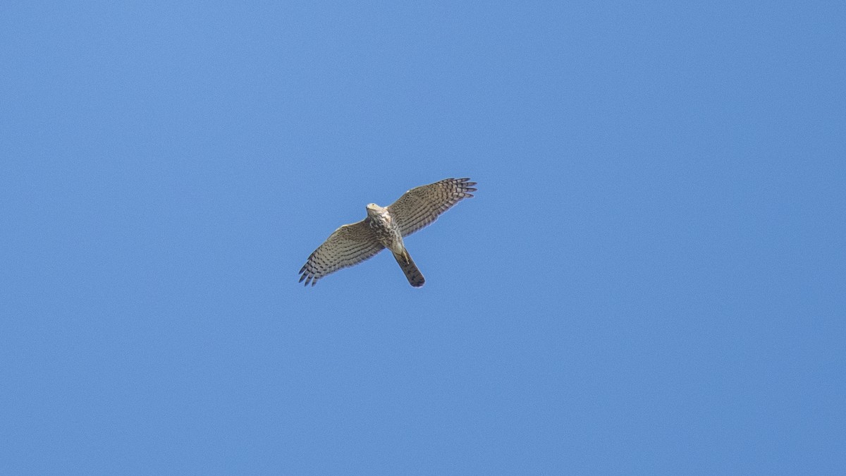 נץ בלתי-מזוהה - ML644520215