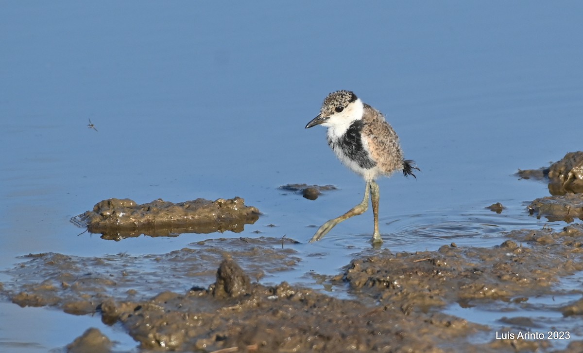 Mahmuzlu Kızkuşu - ML644520216