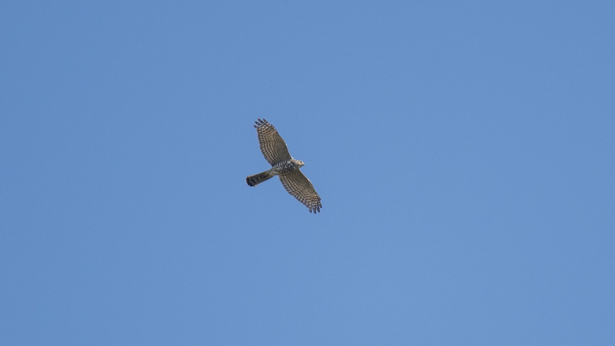 נץ בלתי-מזוהה - ML644520217