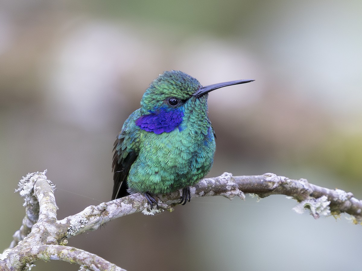 Lesser Violetear - ML644520218