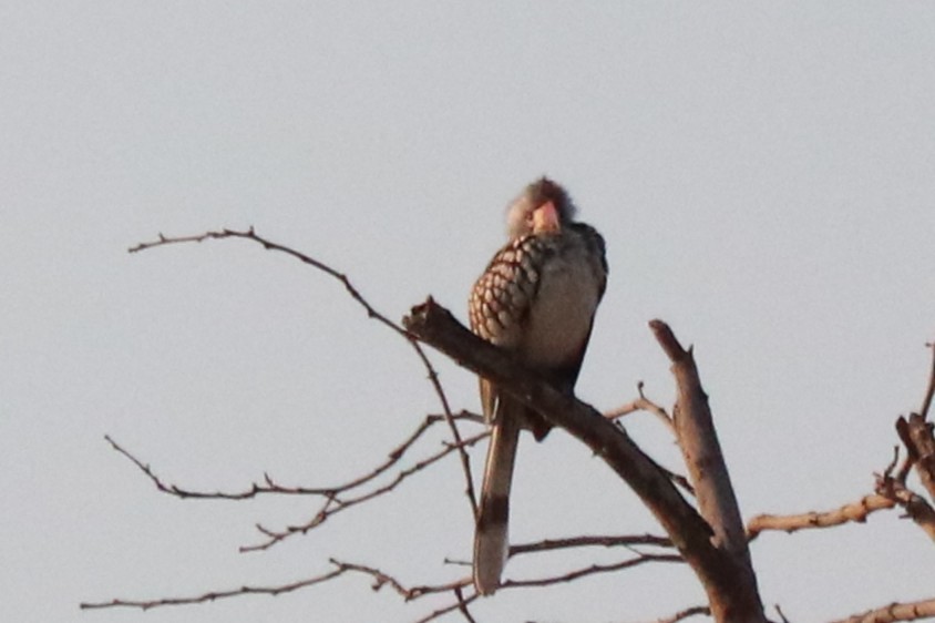 Southern Yellow-billed Hornbill - ML644520228