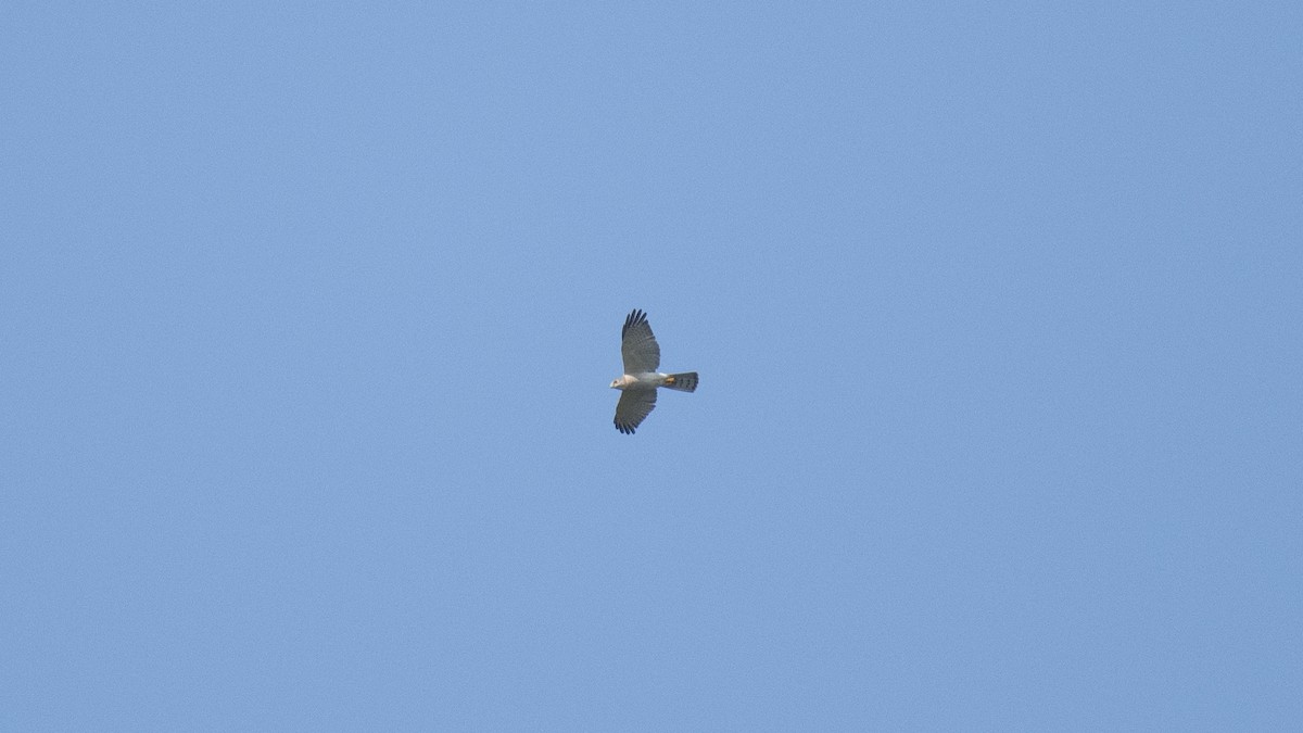 Үүрсээ харцага - ML644520234