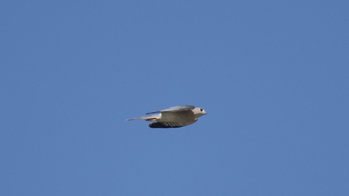 Үүрсээ харцага - ML644520235