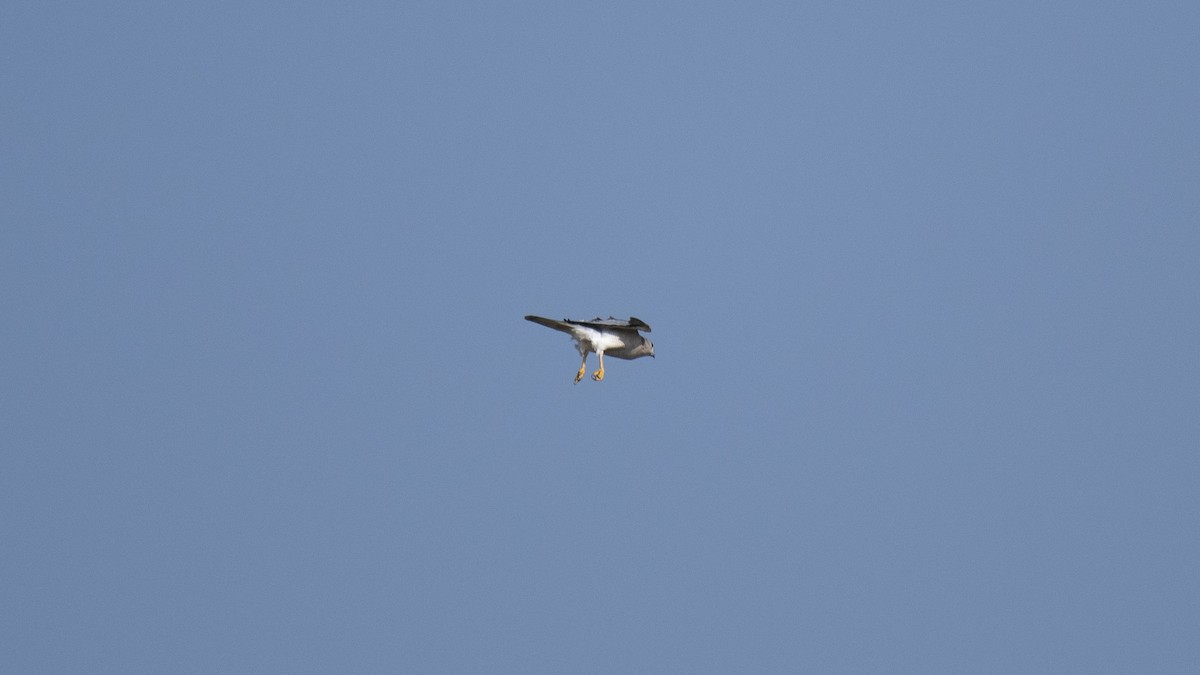 Үүрсээ харцага - ML644520237