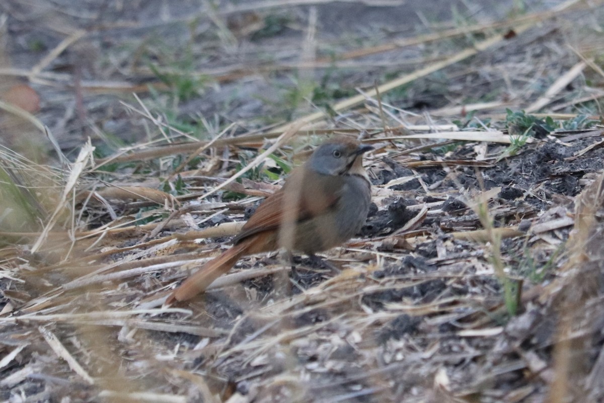 Collared Palm-Thrush - ML644520240