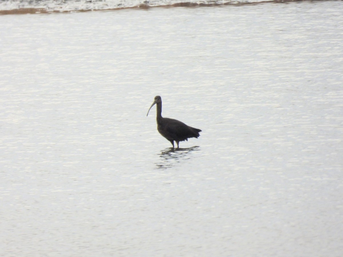 Гялаан билүүс - ML644520241