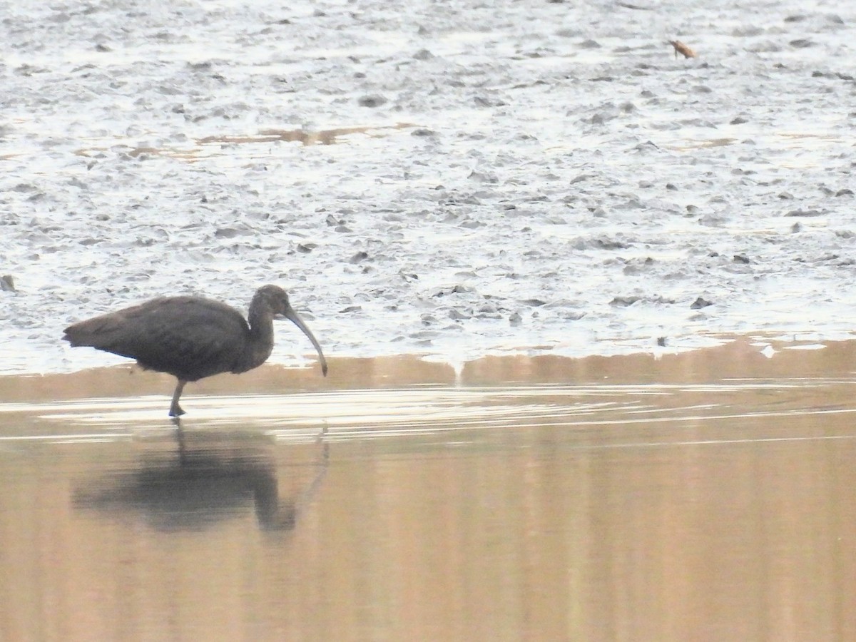 Гялаан билүүс - ML644520243