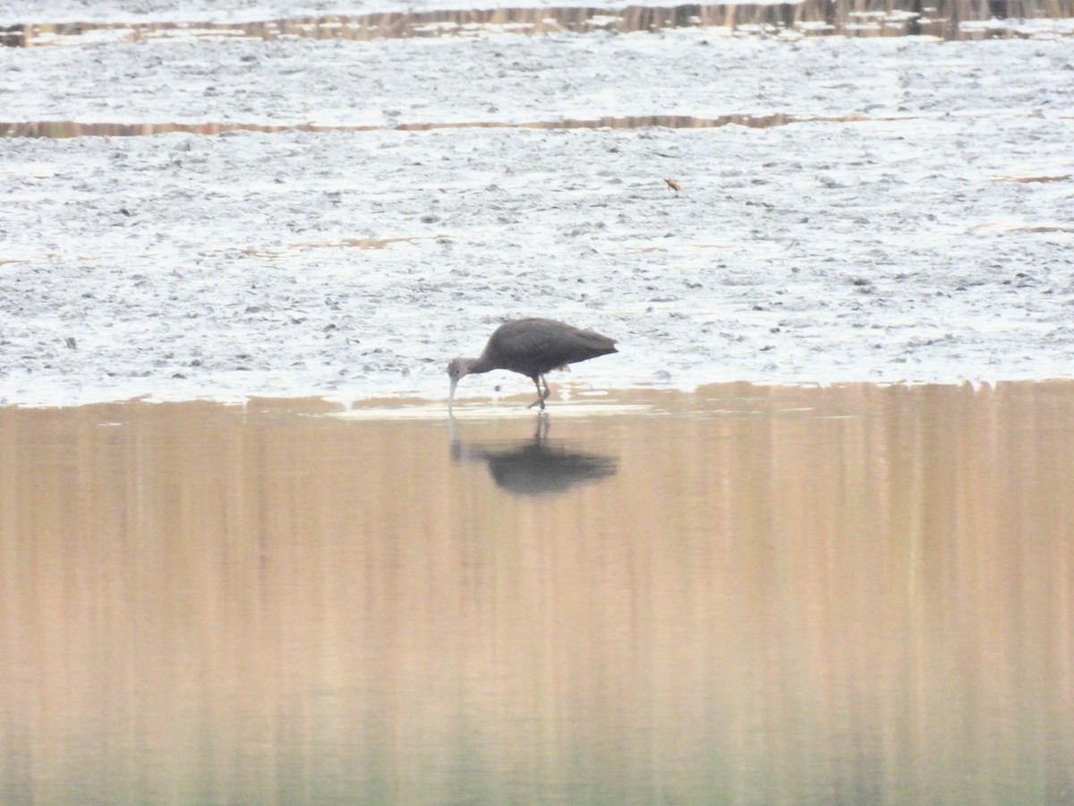 Гялаан билүүс - ML644520244