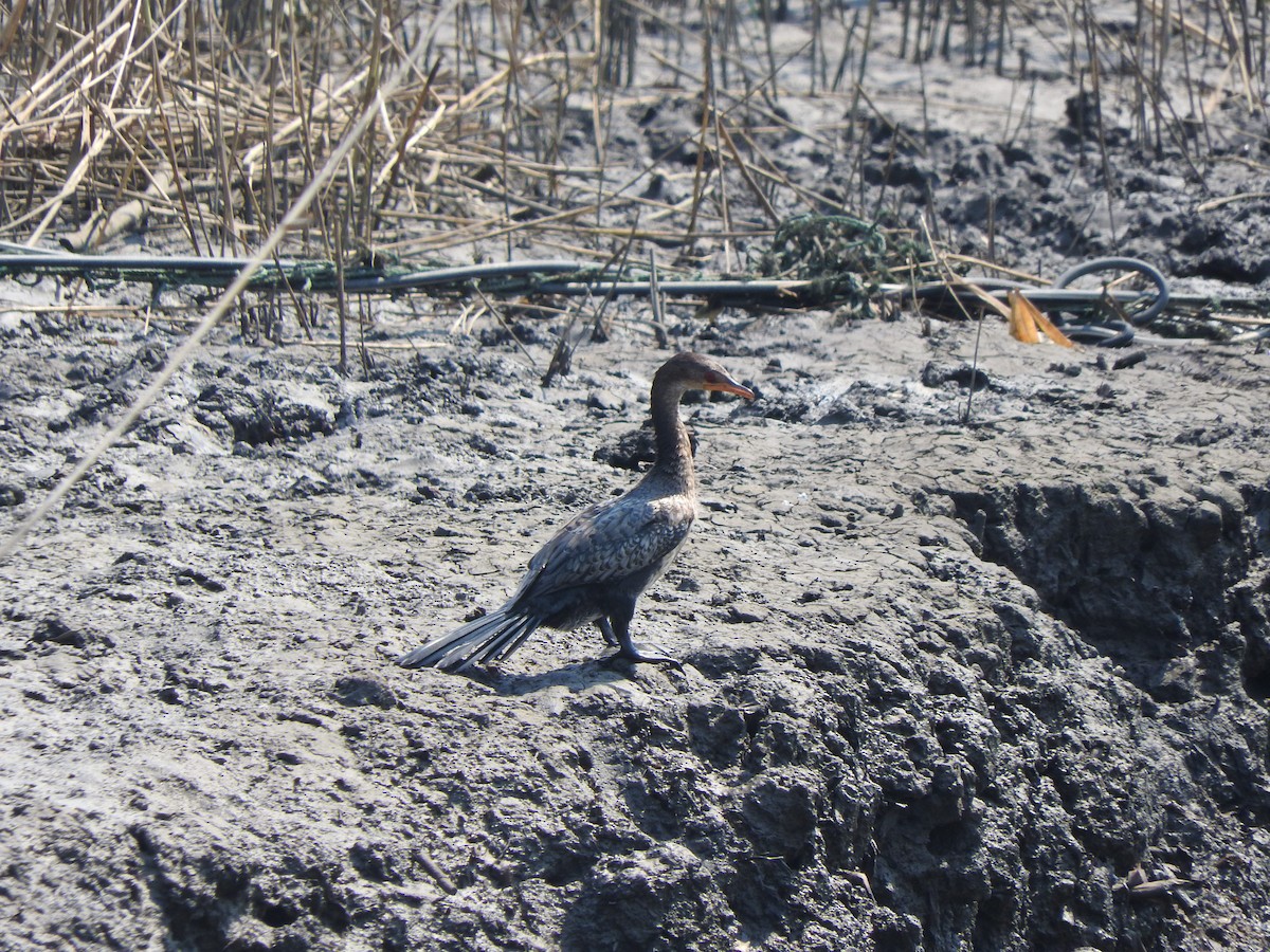 アフリカコビトウ - ML644520252