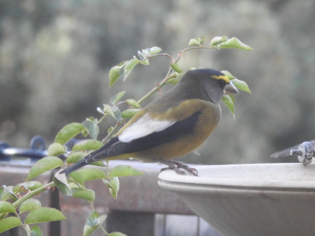 Evening Grosbeak - ML644520258