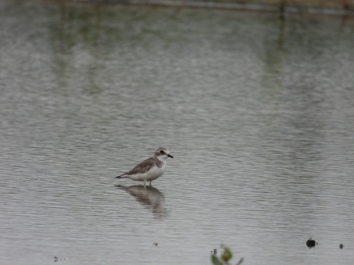 Pluvier fauve - ML644520260