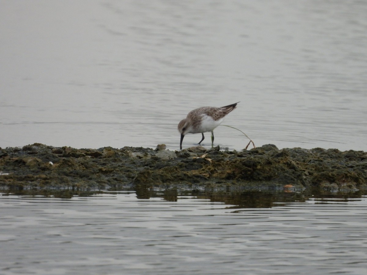 Pluvier fauve - ML644520261