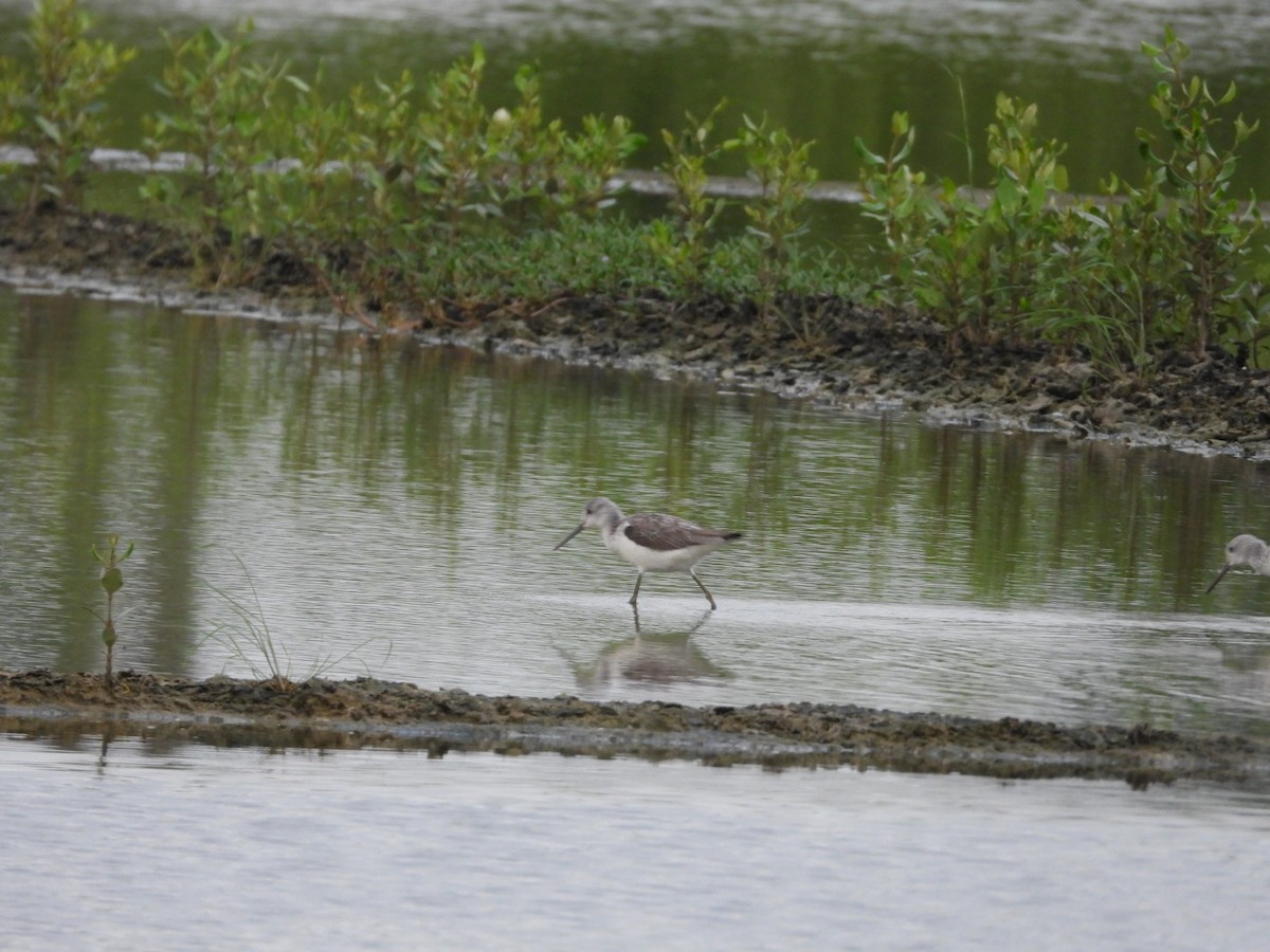 Pluvier fauve - ML644520262