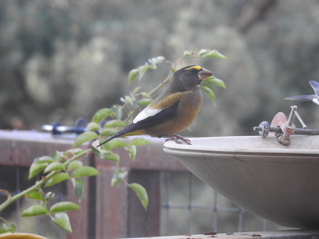 Evening Grosbeak - ML644520265