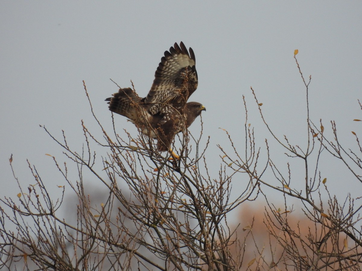 Ойн сар - ML644520269