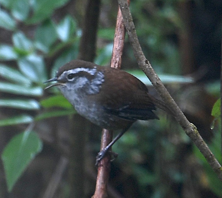 Cucarachero Pechigrís (grupo mexicana) - ML644520270
