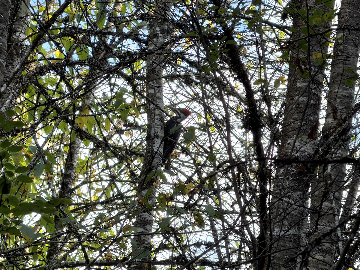 Pileated Woodpecker - ML644520278