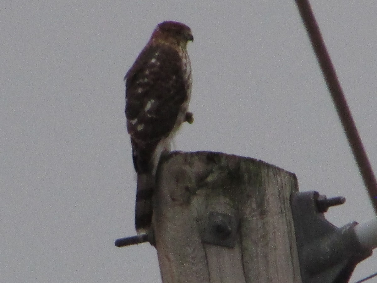 Épervier de Cooper - ML644520282