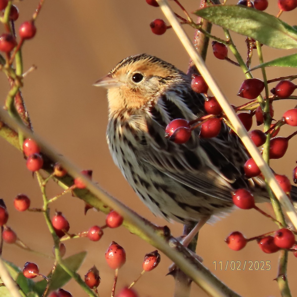 LeConte's Sparrow - ML644520284