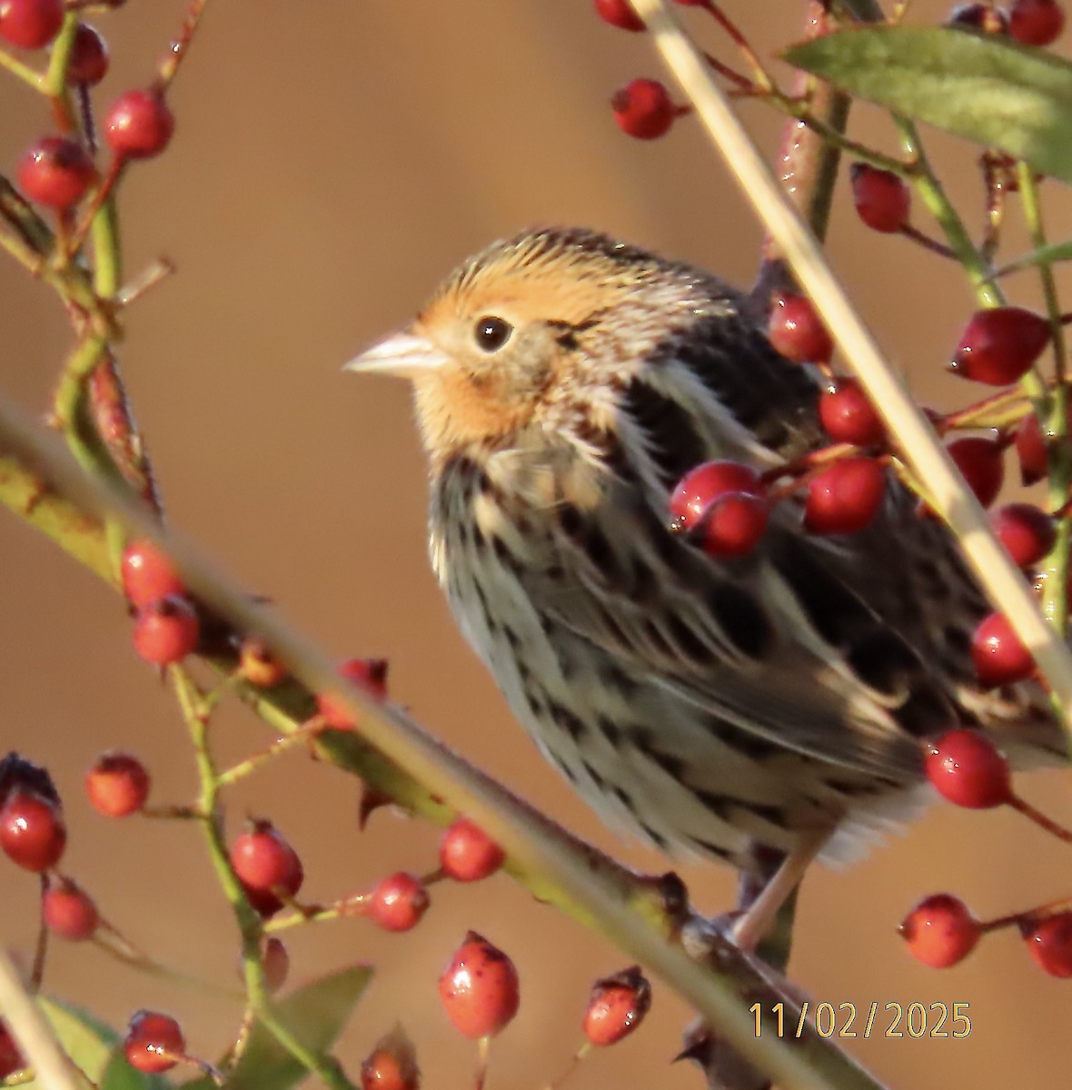 LeConte's Sparrow - ML644520285