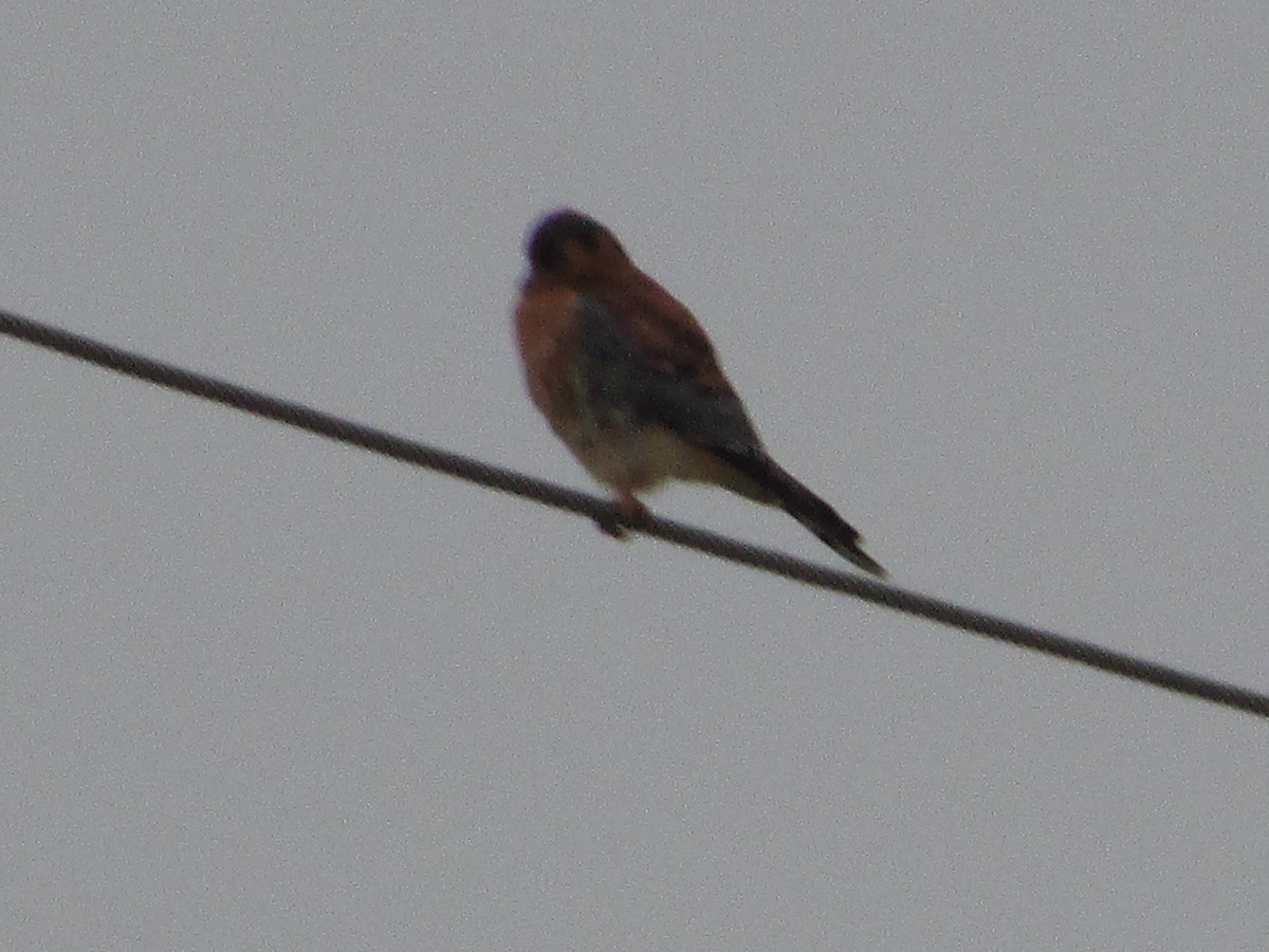 Crécerelle d'Amérique - ML644520291