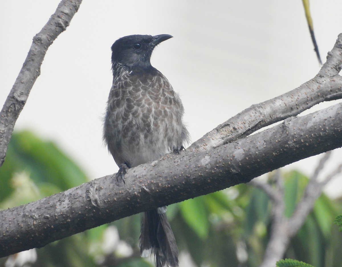 Red-vented Bulbul - ML644520292