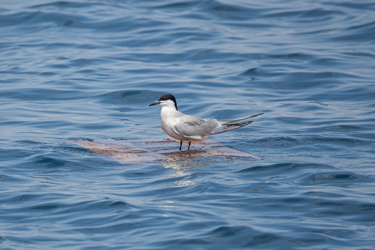 Common Tern - ML644520296