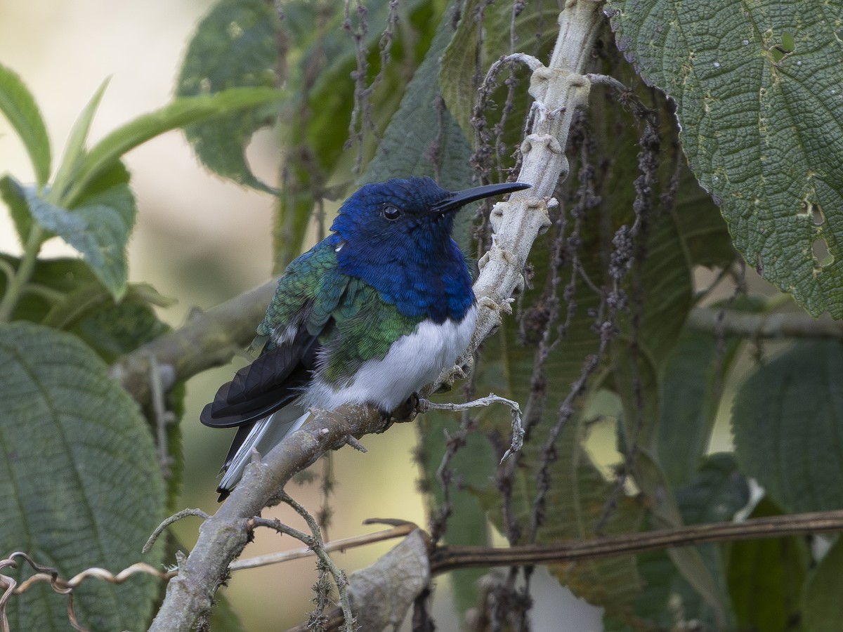 Weißnackenkolibri - ML644520298