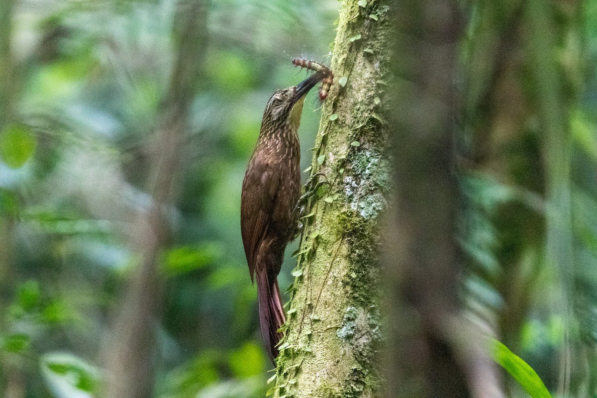 hvitstrupetreløper - ML644520299