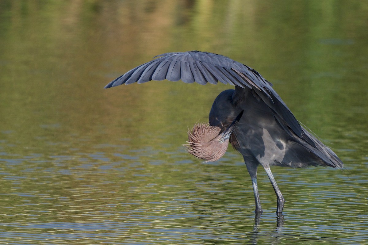 Reddish Egret - ML644520301