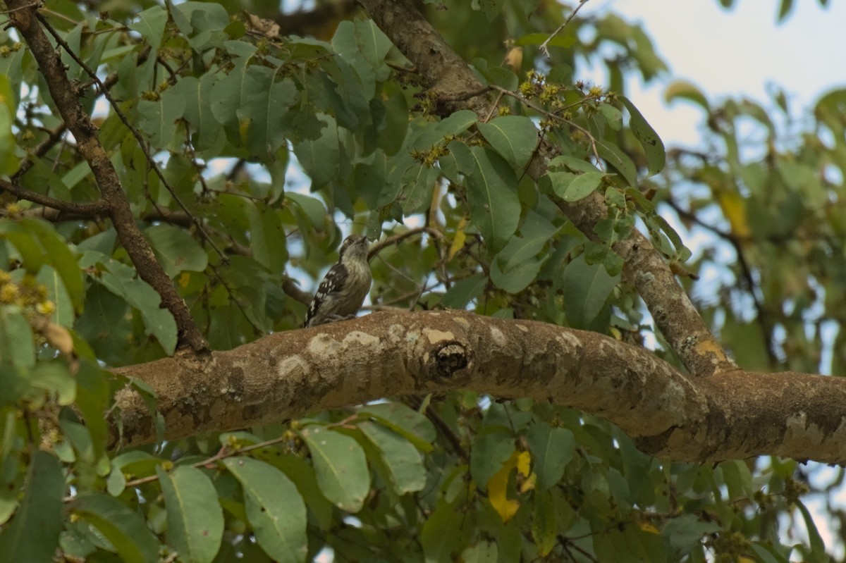 Brown-capped Pygmy Woodpecker - ML644520302