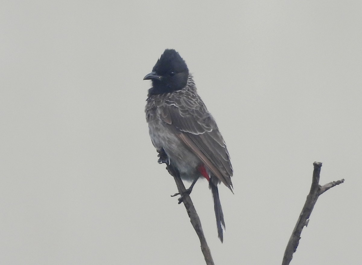 Red-vented Bulbul - ML644520307