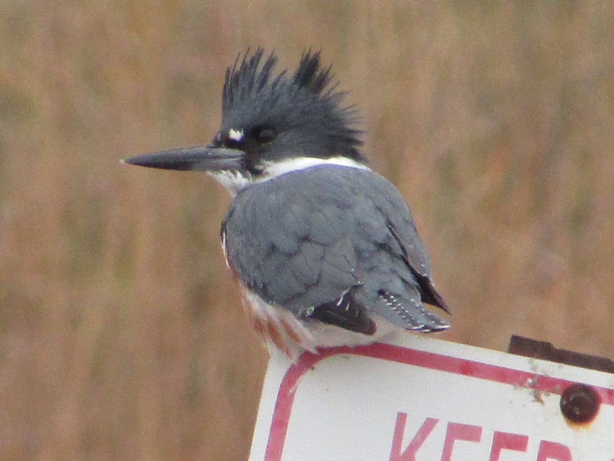 Martin-pêcheur d'Amérique - ML644520319