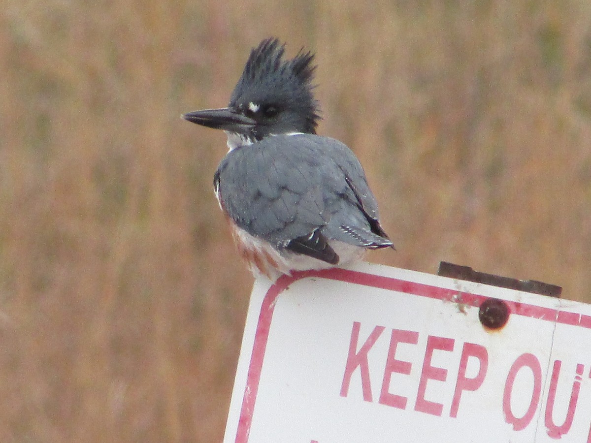 Martin-pêcheur d'Amérique - ML644520320
