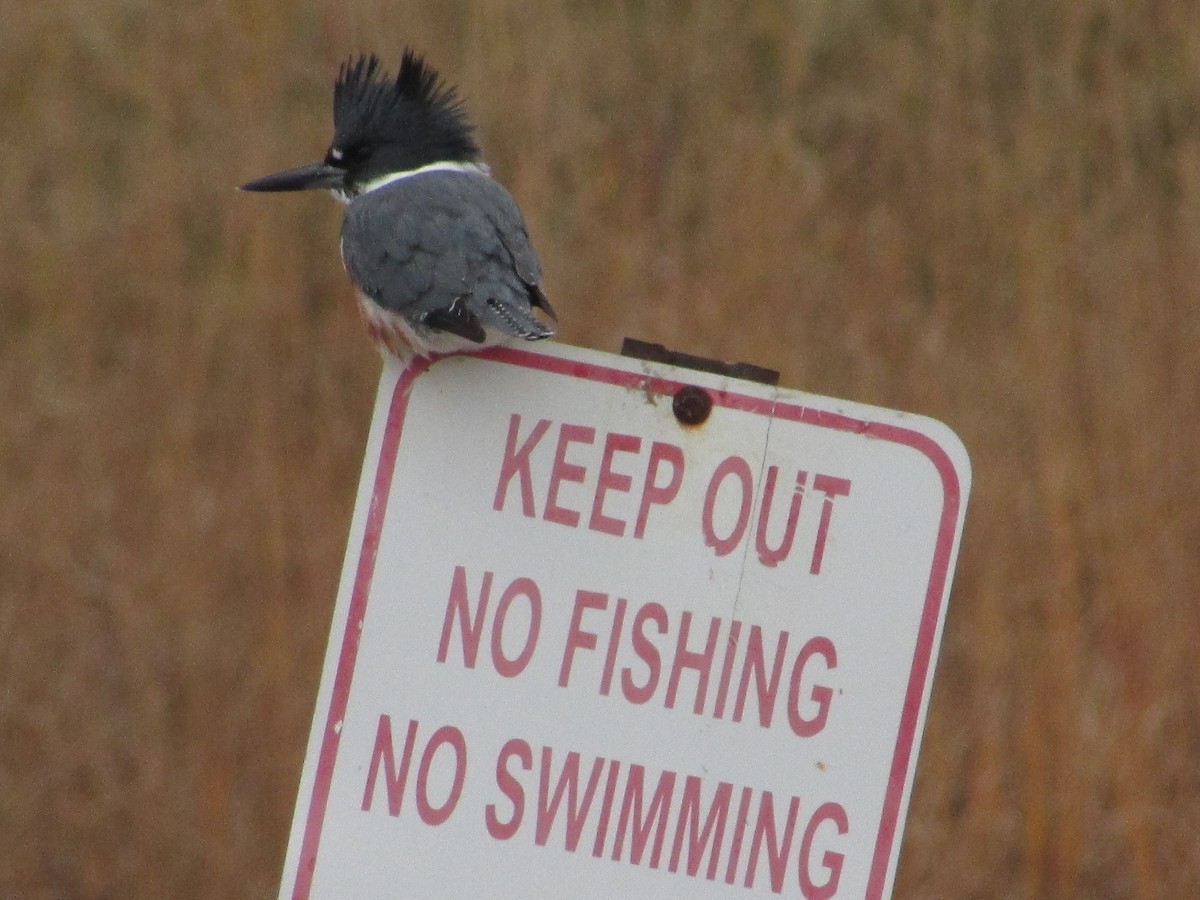 Martin-pêcheur d'Amérique - ML644520321