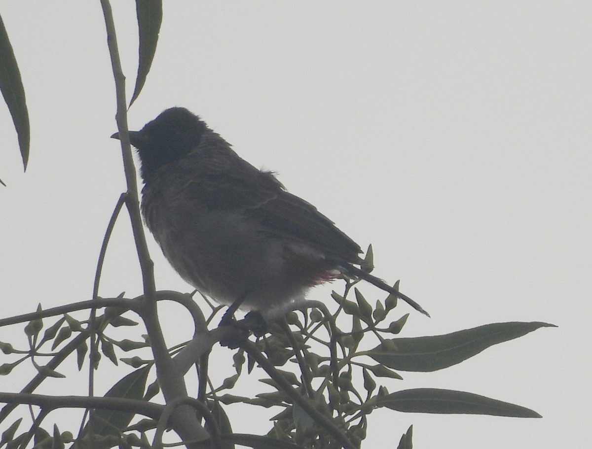Red-vented Bulbul - ML644520322