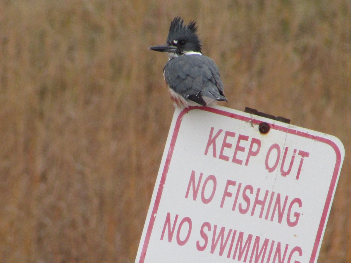 Martin-pêcheur d'Amérique - ML644520323