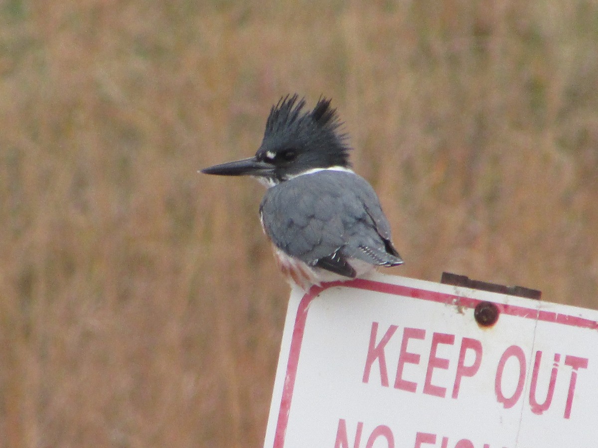 Martin-pêcheur d'Amérique - ML644520324