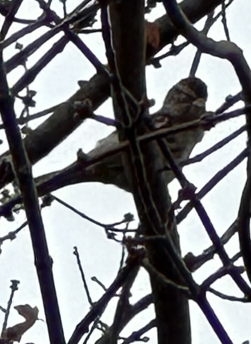 Chipping Sparrow - ML644520325